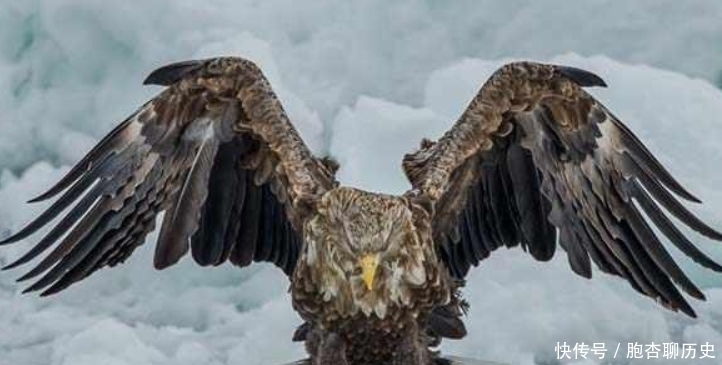 神雕|《神雕侠侣》中“神雕”真的存在?全世界还剩不到1千只