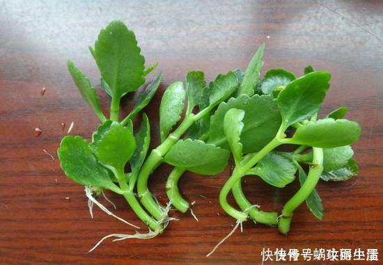 糖水|神奇的生根水,让各种半死不活的花卉瞬间长根,附生根水自制方法