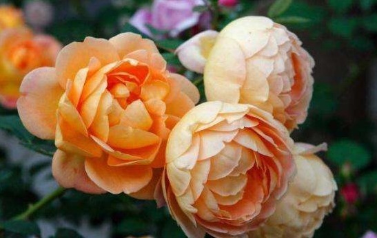 喜欢玫瑰，首选此款“精品玫瑰”夏洛特夫人，花开雍容华贵！美