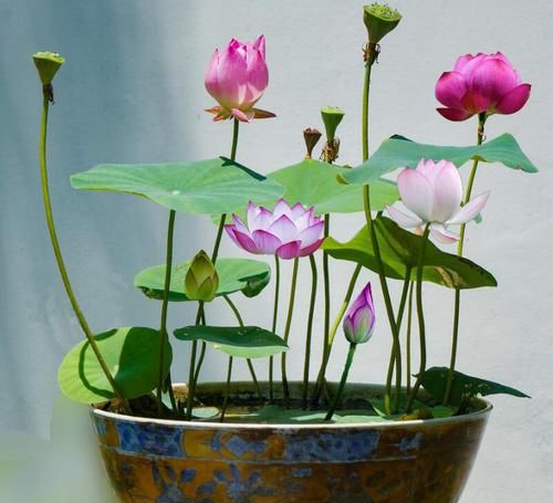 养护碗莲有技巧,掌握3个要点,开花爆盆,清丽高雅