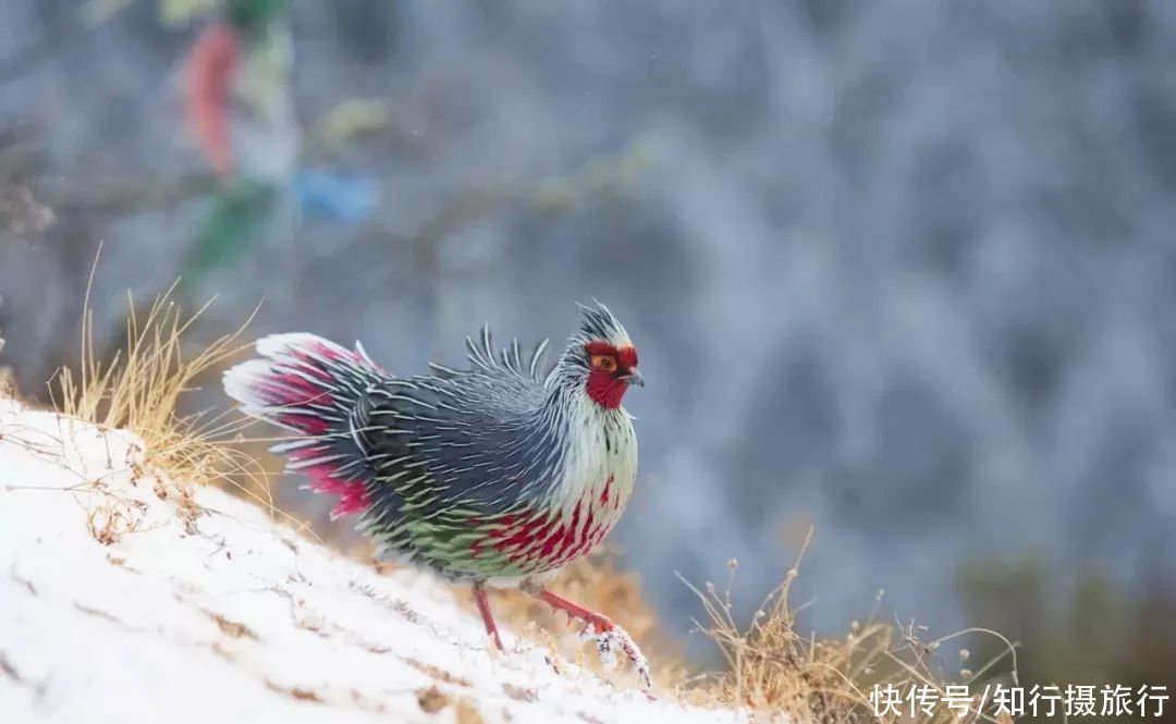 雪山|西藏山南市洛扎县游记分享之拉康卡久云中寺&拉普雪山温泉