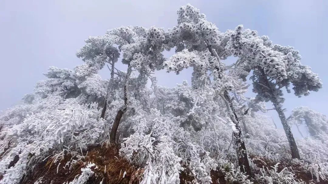 白鹤尖|玉树琼花！今日份白鹤尖雾凇到货