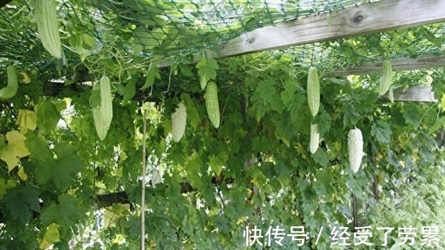 紫苏|1种叶子全身是宝,开水里泡一泡,肝炎、肝硬化、脂肪肝通通打倒