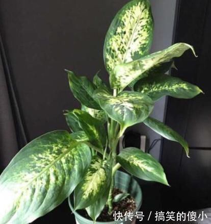 夹竹桃|5种有毒的花卉盆栽，如果家中养了，赶快处理，不要掉以轻心