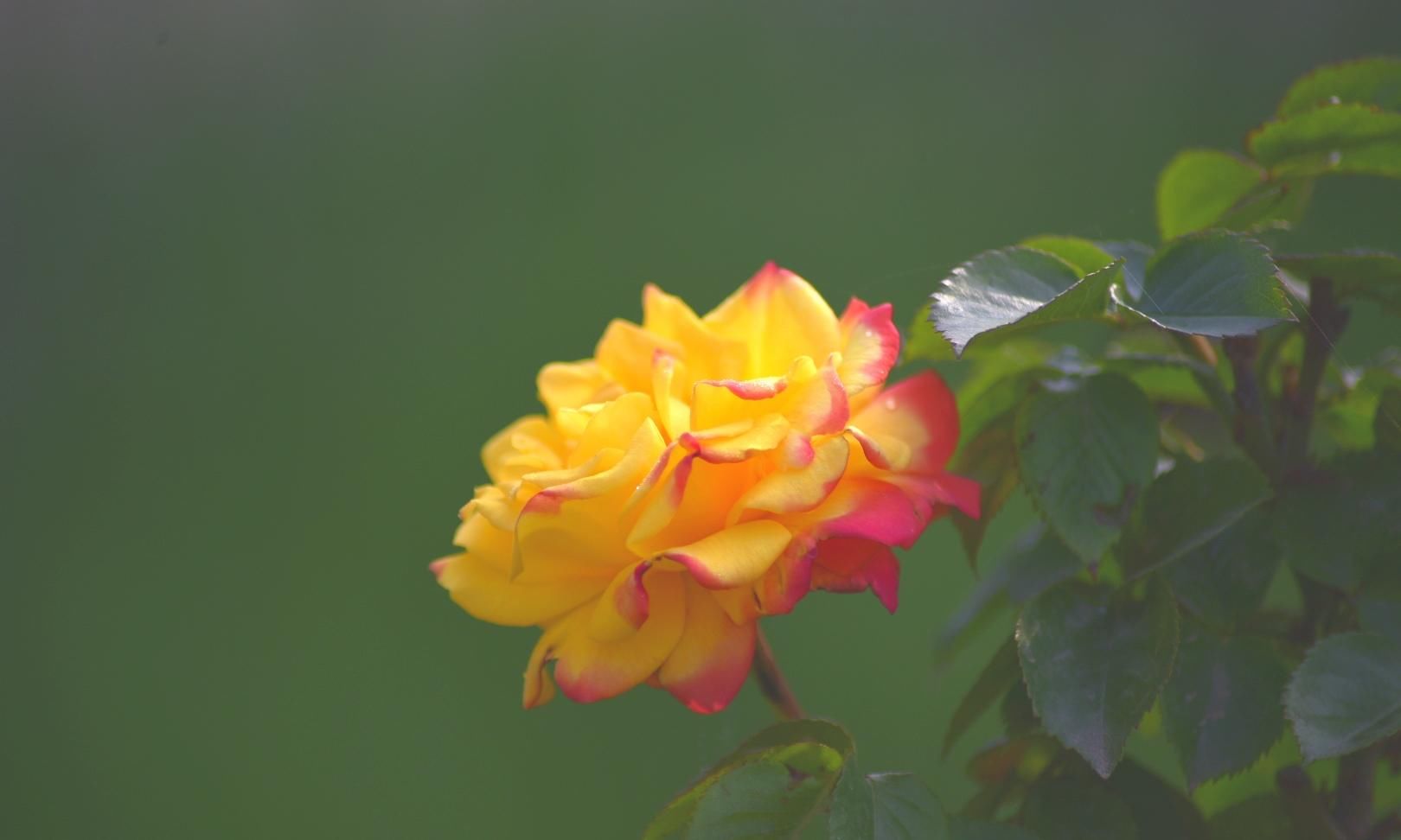 樱花退去月季来，“花堤柳岸”花盛开（二）