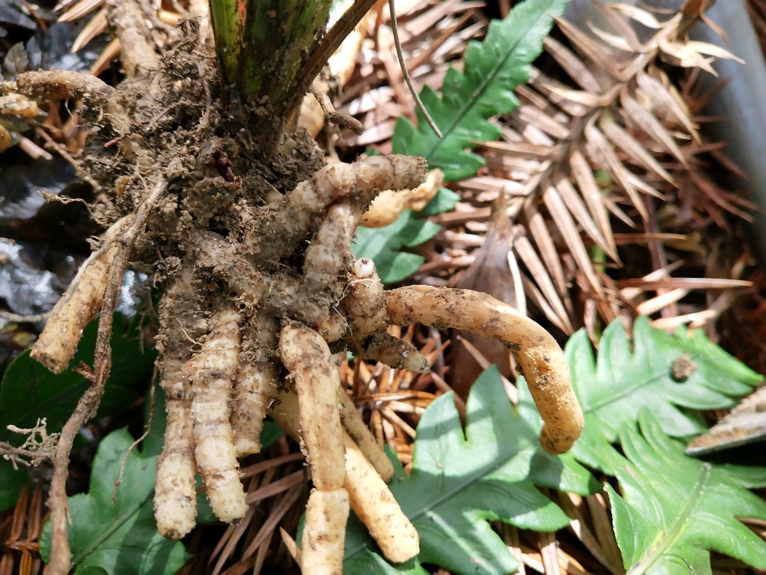 兰花龙蛋怎么形成的兰花龙蛋是龙根苗吗龙根苗和艺兰的关系