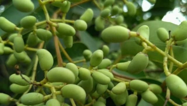 女贞子|此物滋养肝肾、充盛精血,退阴虚之火,生发黑发、明目,平血之压