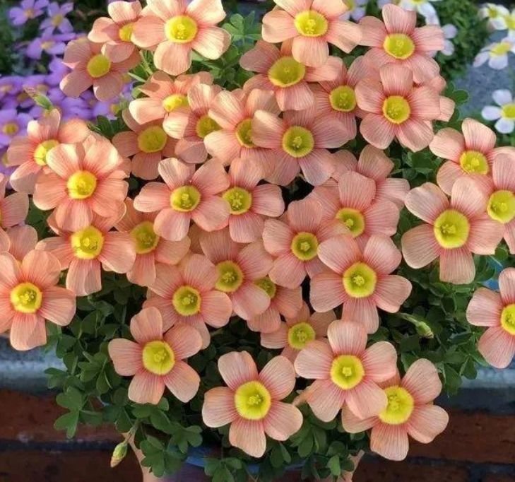 4种花养家里，个个美出状态，花朵迷人，阵阵花香，花朵大