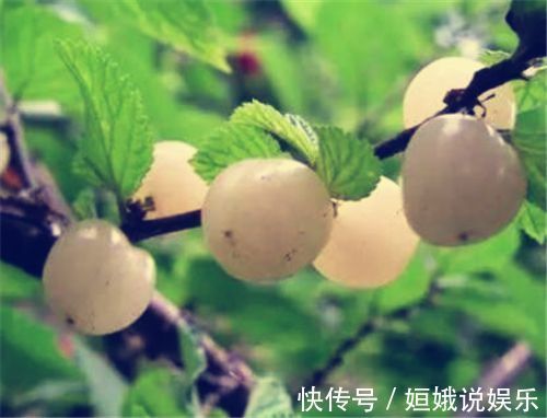 保护视力|体积不大,作用却不小,女性经常吃,皱纹没了,斑也淡了