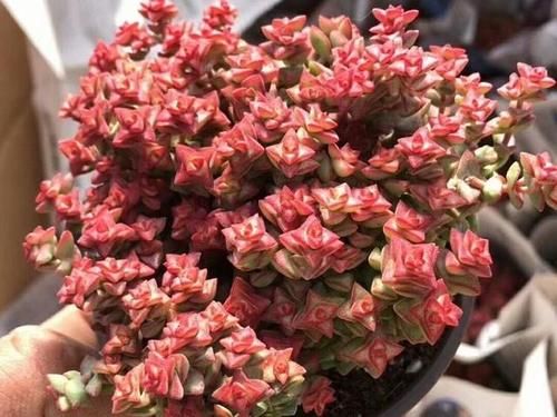 外表非常普通的多肉小米星,却让很多花友着迷,出了状态实在太美