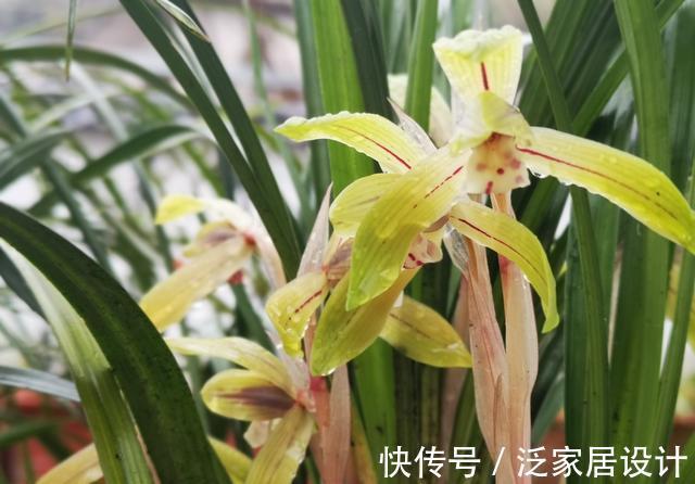 松针腐殖土|秋分到,正好配制兰花植料,松针土这样准备,明年就能养好兰花了