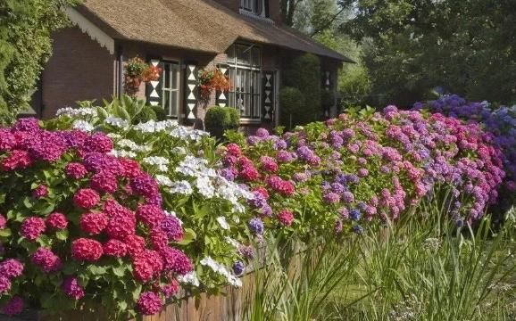 春天养殖绣球花，这么照顾小苗，开花劲头比老苗大