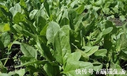 菠菜|女性不想老太快,常吃此菜,改善气色,皮肤细腻光滑,不显老