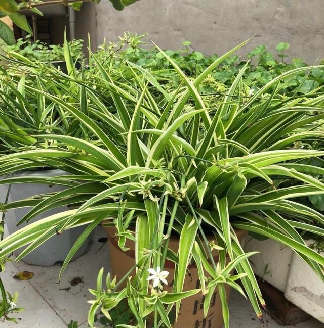 茎干|吊兰养出新花样,垂藤多如麻,如天女散花,还能养成独杆老桩子