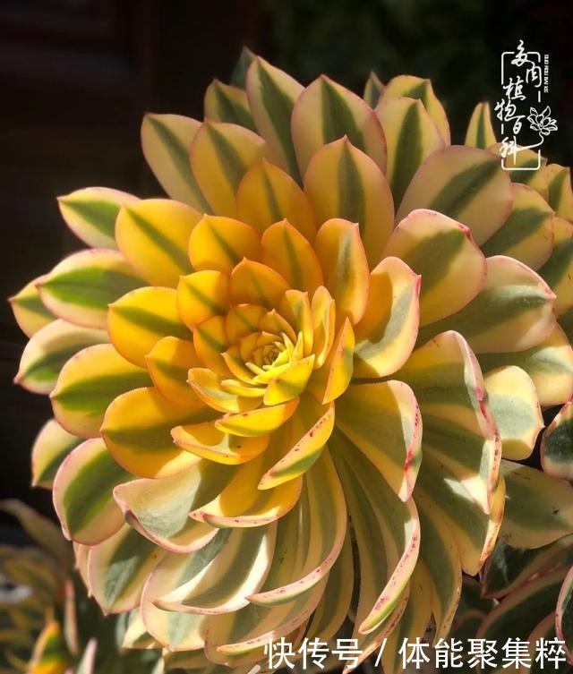 在茜的多肉小院里,花时间种快乐!在茜的多肉小院里,花时间种快乐!