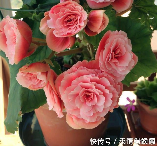 这6种漂亮花,天一热就死,夏天别再买,白花钱养不活