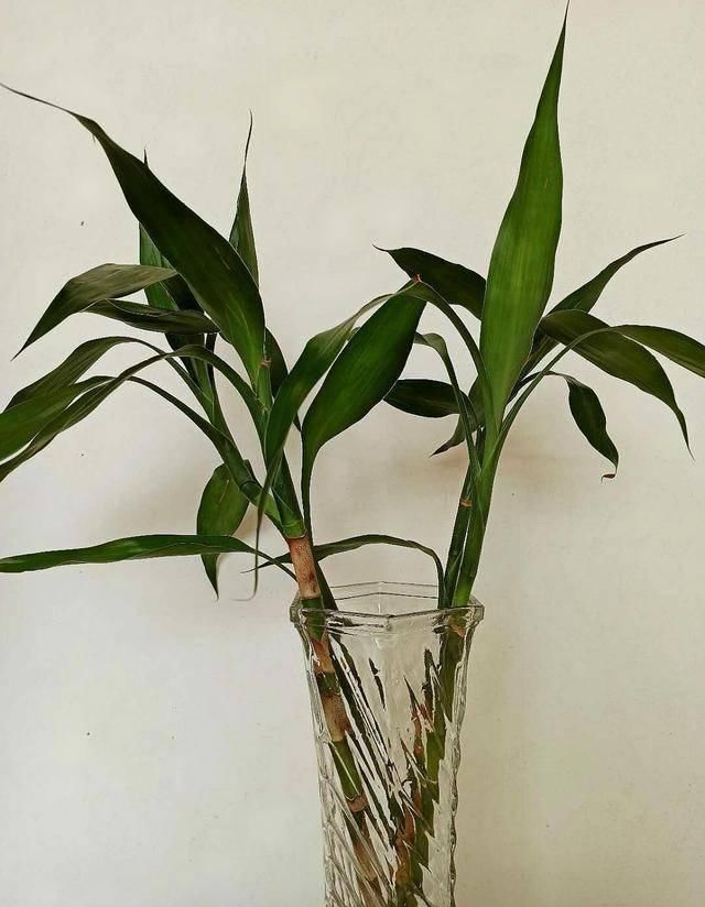 水培植物|4种药片过期了不要扔,养花用一片,杀菌消毒、防黄化、促生根