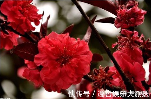 红花绿叶|花朵丰腴,色彩鲜艳,好看养眼,还能改善皮肤干燥、皱纹