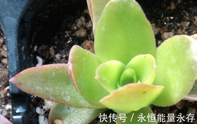 火祭繁殖生长记录,内有干货