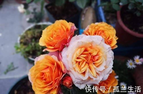 阳台上|最厉害的养花营养液：给月季花喝一勺，猛窜笋芽，花开满枝