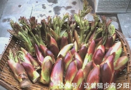 种植|一种长满刺的野菜，你敢吃吗？有人大规模种植，一斤卖50元