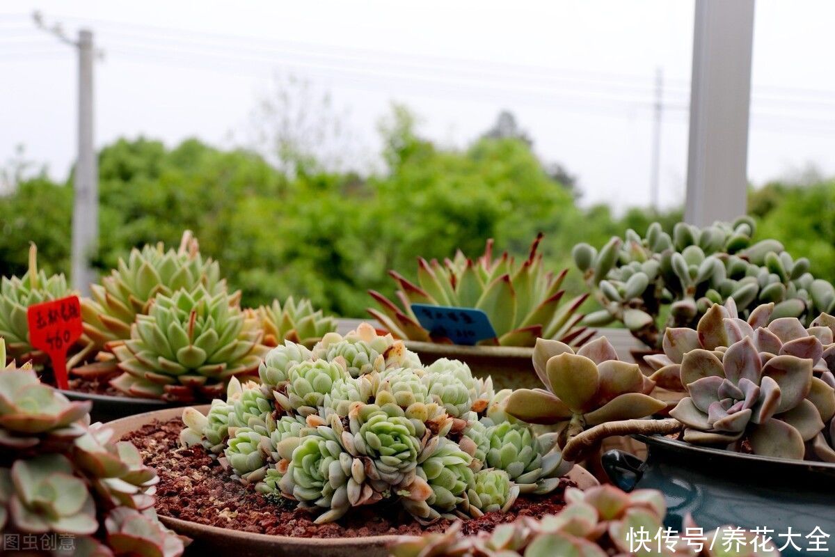 植物|养花人必知的5个常识，提前注意，才能将花养好