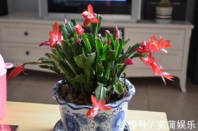 蟹爪兰烂根叶发黄,盆底藏玄机,很多花友常疏忽,1年花卉成白养