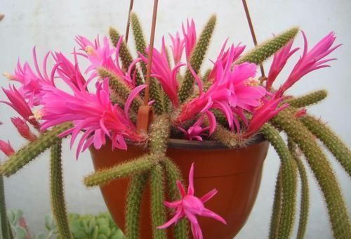 仙人掌|优雅美观的鼠尾仙人掌,你会喜欢这种长满绒毛的垂盆多肉吗