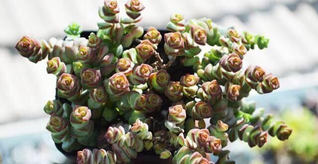 家里养这4种植物,旺财镇宅,净化空气又好看,养一盆特别值