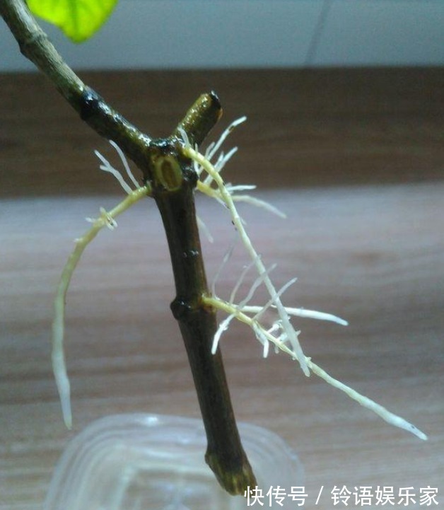 成活率|水插栀子花,想要提高成活率,这些事情要做好!