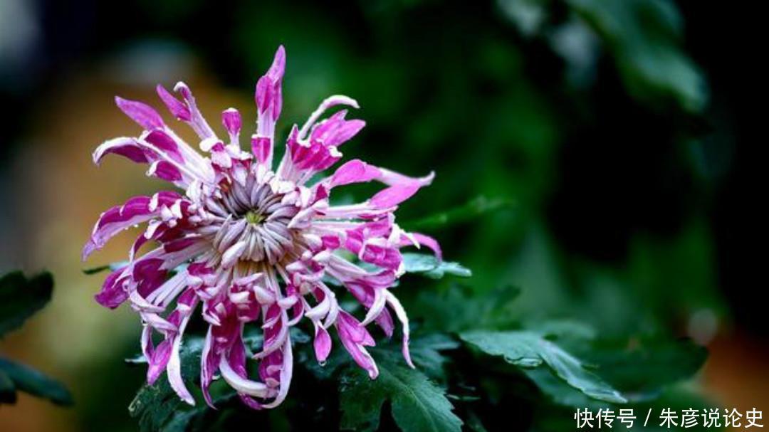  品格|杨万里一首经典的《残菊》，通篇生动有趣，写出了菊花高尚的品格