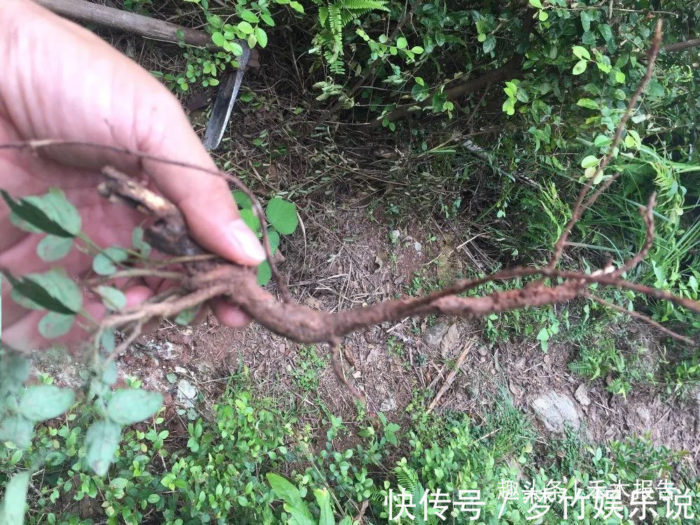 奶奶|人称“饿蚂蝗”，名字挺吓人，用处却很高，过去常炖肉给小孩吃