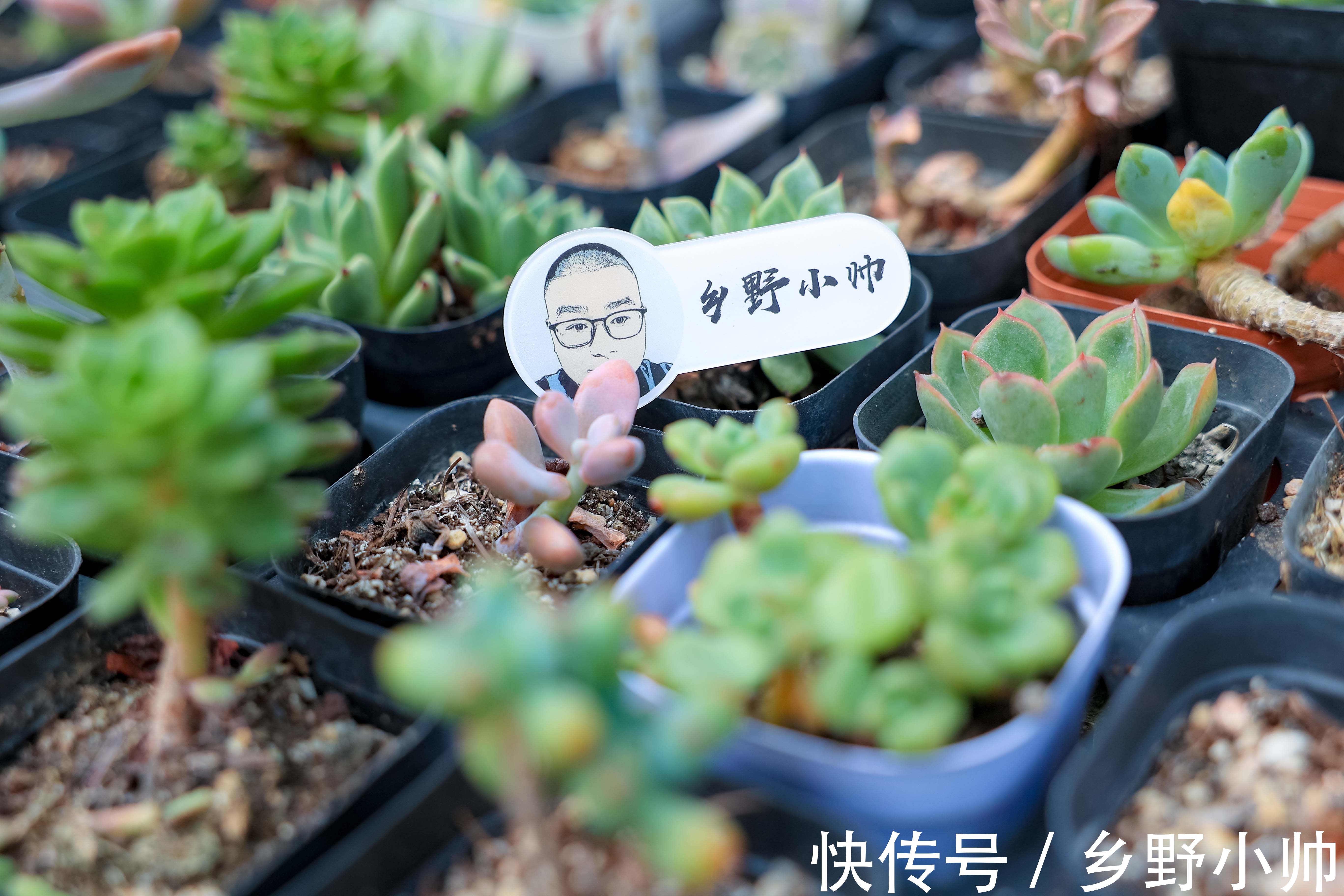 枯叶子|秋天越来越近,这几种情况先不要拿出去晒太阳,暂缓一步会更好