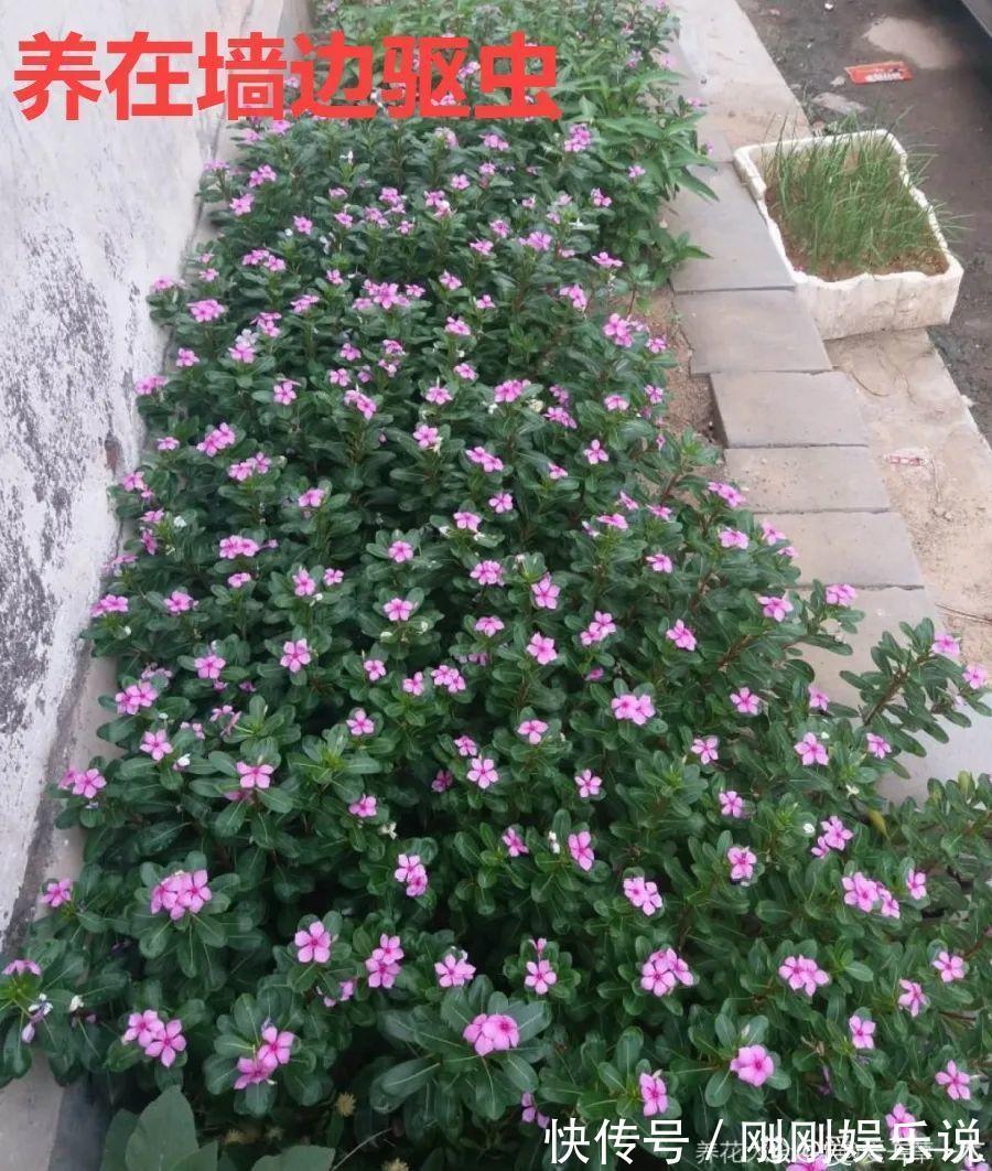 抗病、不招虫的天竺葵，屋里养一盆，开花一茬接一茬
