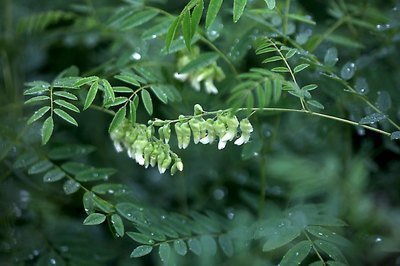 湿热|一个换皮神方,8味药煎水洗一洗,就能搞定湿热导致的多种皮肤病
