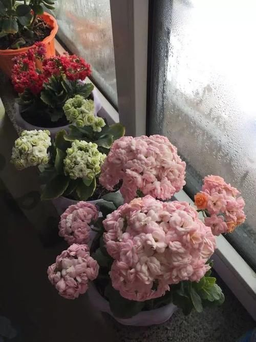 长寿花|冬天长寿花千万别放3处，不然开花少，甚至不开花！别忽视！