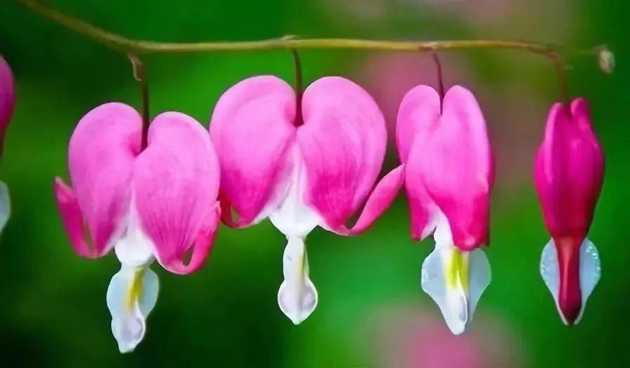 太太太漂亮了，绝对没有见过，发到群里，朋友们会爱死你的！