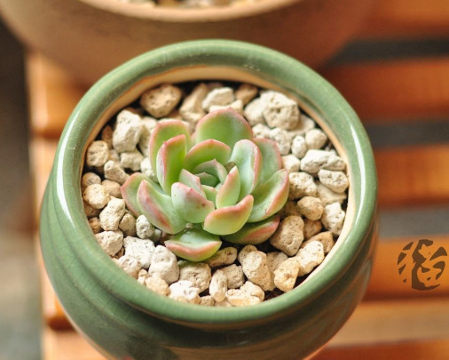 多肉红边月影怎么养教你3个小妙招,种出最红润璀璨的红边月影