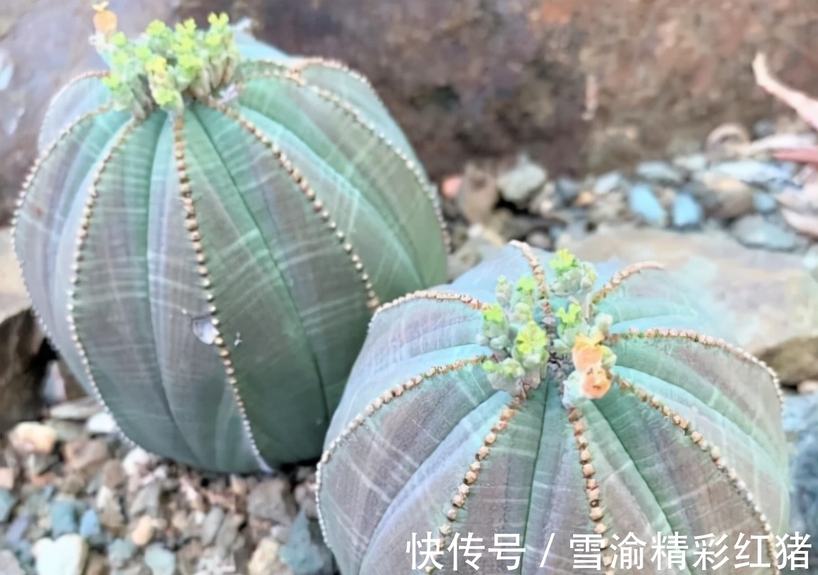 9种多肉长相很奇特,家里养上一盆,新奇又别致