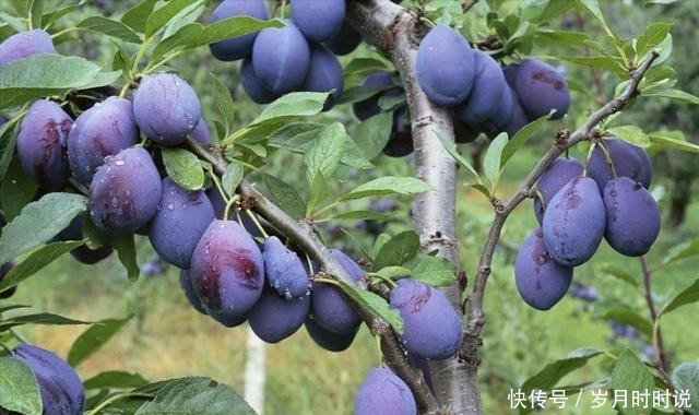 3年才挂果,进口的30一斤国产卖10元,但国产的果子没人认