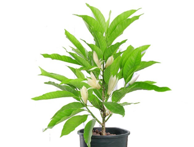 养花还是养点有用的吧，五种花能杀菌又能吸灰尘，净化又美观