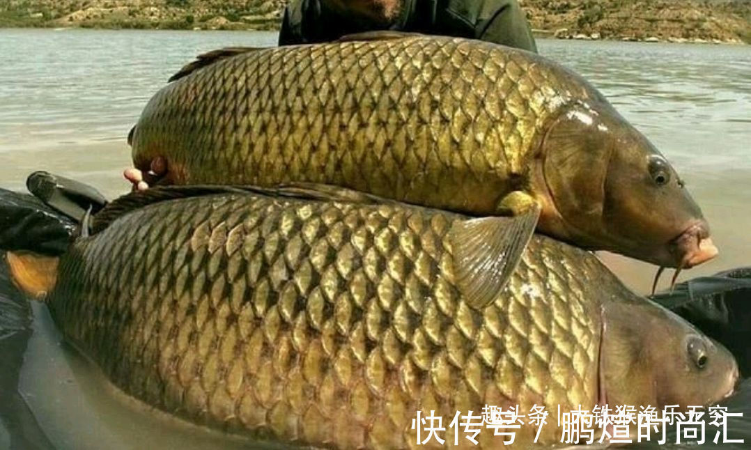 这才是玉米最牛用法,学会之后,狂拔大鲤鱼十拿九稳哦!