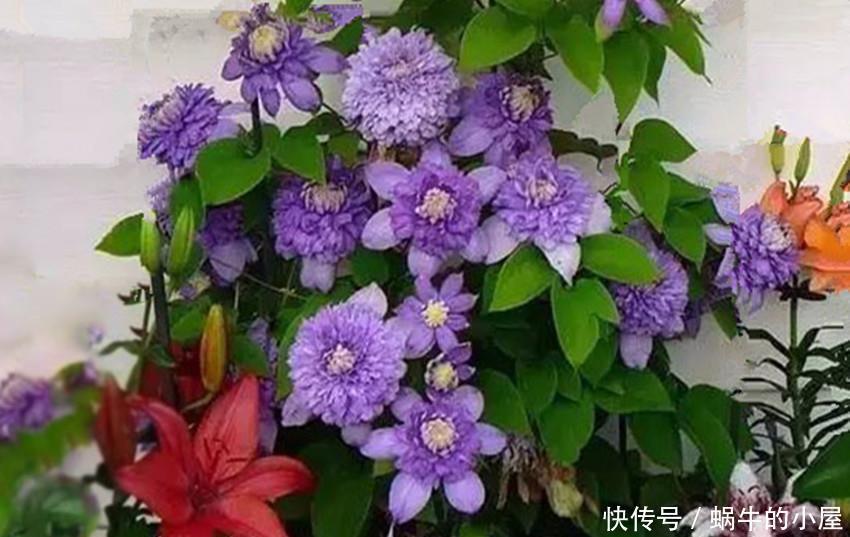 精美|五种精美超凡,颜值出众的花卉,谁都想应有,真正的花叶俱美