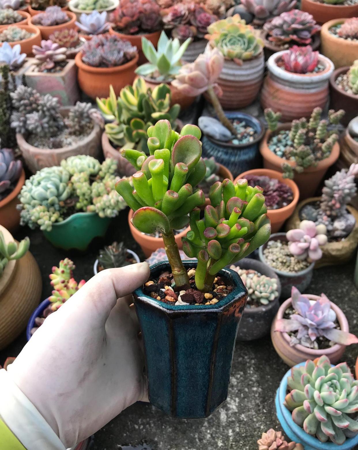 这3种情况,花不适合换盆,不服盆换完就再见