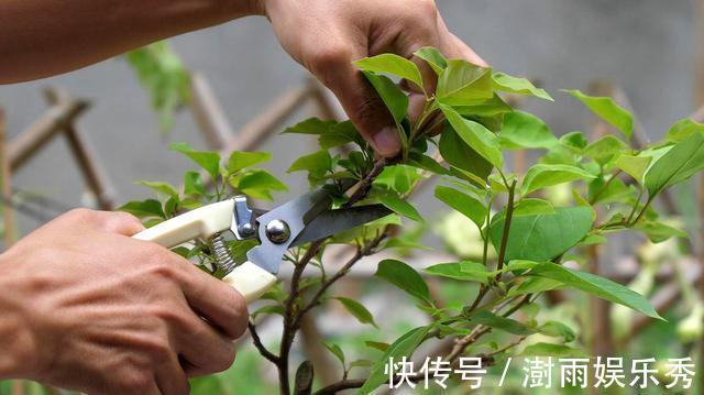 分枝|五一之后,5种“漂亮花”,开完赶紧剪,剪的越狠,下一茬花越多