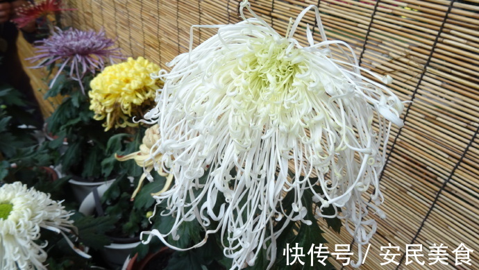 喜欢菊花,就养盆“十大名菊”十丈珠帘,似少女丝发,飘逸灵动!