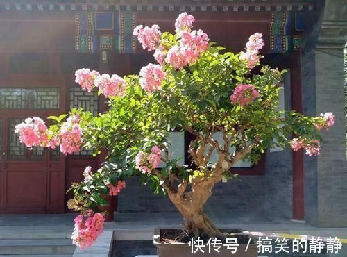 修剪|家里有这10种花,多修剪少浇水,能养成高价盆景