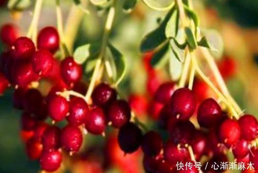 女性担心满脸皱纹,可以坚持吃3种食物,补血养颜、改善体质