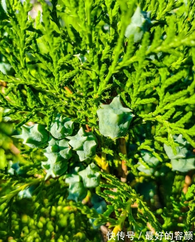 扁柏|旅行识花，它开花像花又似果，墓地陵园最多却少有人见过它