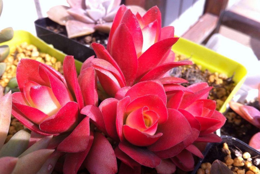 阳光|秋季想让火祭变红也不难,只要做好4点,红火喜庆好漂亮